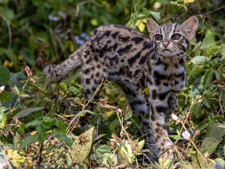 Bengaalse kat (Luiperdkat) (Prionailurus bengalensis), 3 of 3