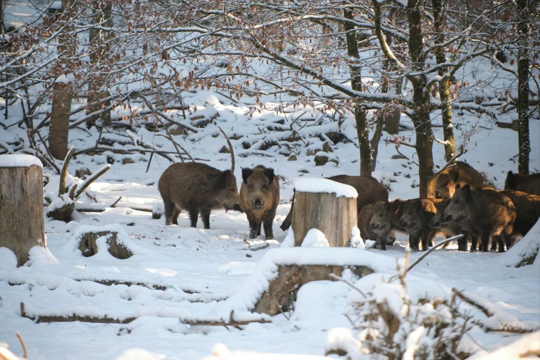 Solidarité dans la Somme: les chasseurs offrent du sanglier aux Restos du Cœur