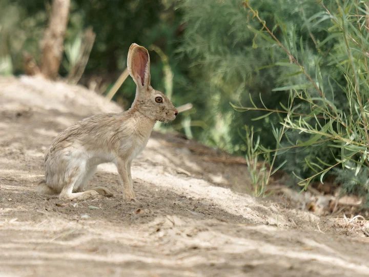 Яркандски заек (Lepus yarkandensis)