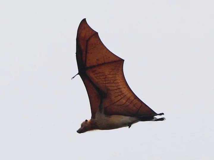 Palau Flying Fox (Peleliu Flying Fox) (Pteropus mariannus pelewensis)
