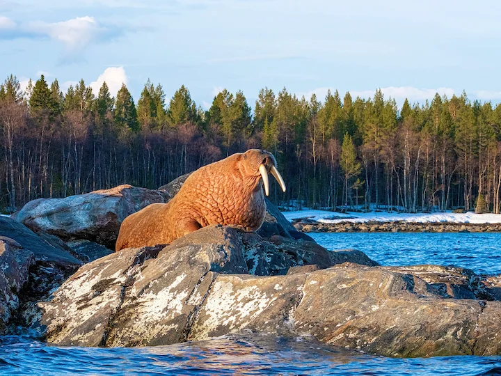Walrus (Seeolifant) (Odobenus rosmarus), 3 of 3