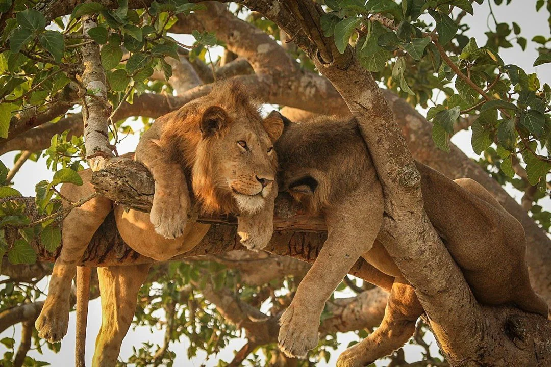 Targeted Lion Poaching for Parts Skyrockets in Africa – New Data Reveals Alarming Trend