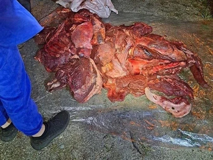 В Амурской области остановили набитый мясом лосей автомобиль