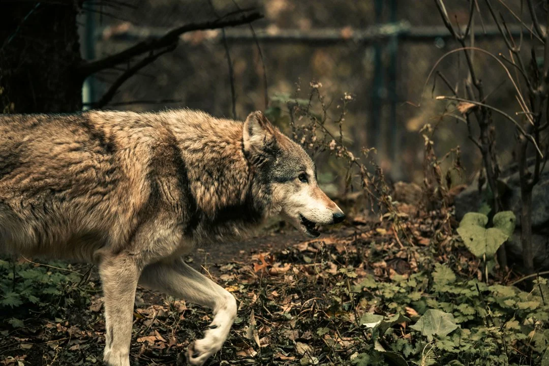 Wolf Jagdrecht 2026: Koalition beschließt historische Änderung