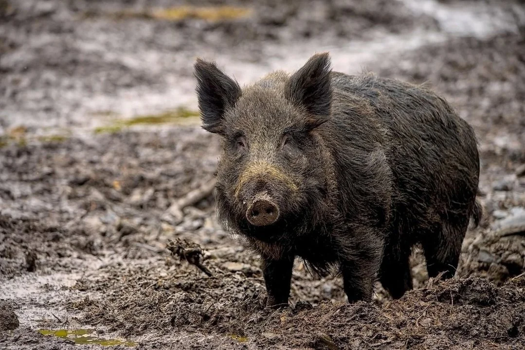 Montería en Zamora: 50 jabalíes abatidos en la Dehesa de Soguino en una jornada cinegética de alto rendimiento
La Dehesa de Soguino, en plena provincia de Zamora, fue Do