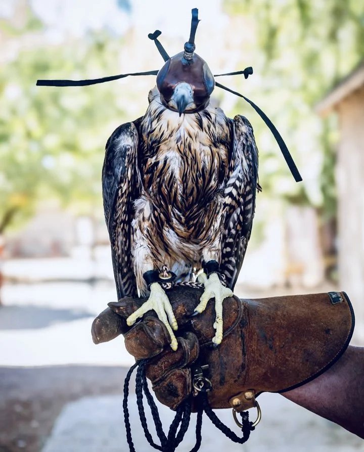 Falconry in the USA – State Laws, Traditions, Training, and Care