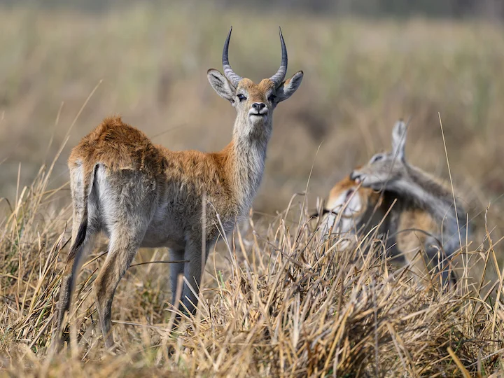 Lechwe červený