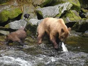 #Alaska Continues to Manage Fishing and Wildlife Resources Through Science-Based Conservation