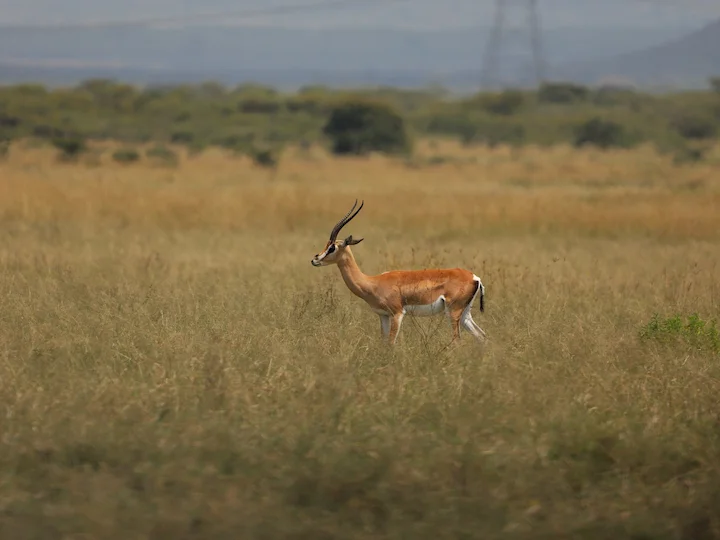 Grantse gnoe (Grantse wildebees)