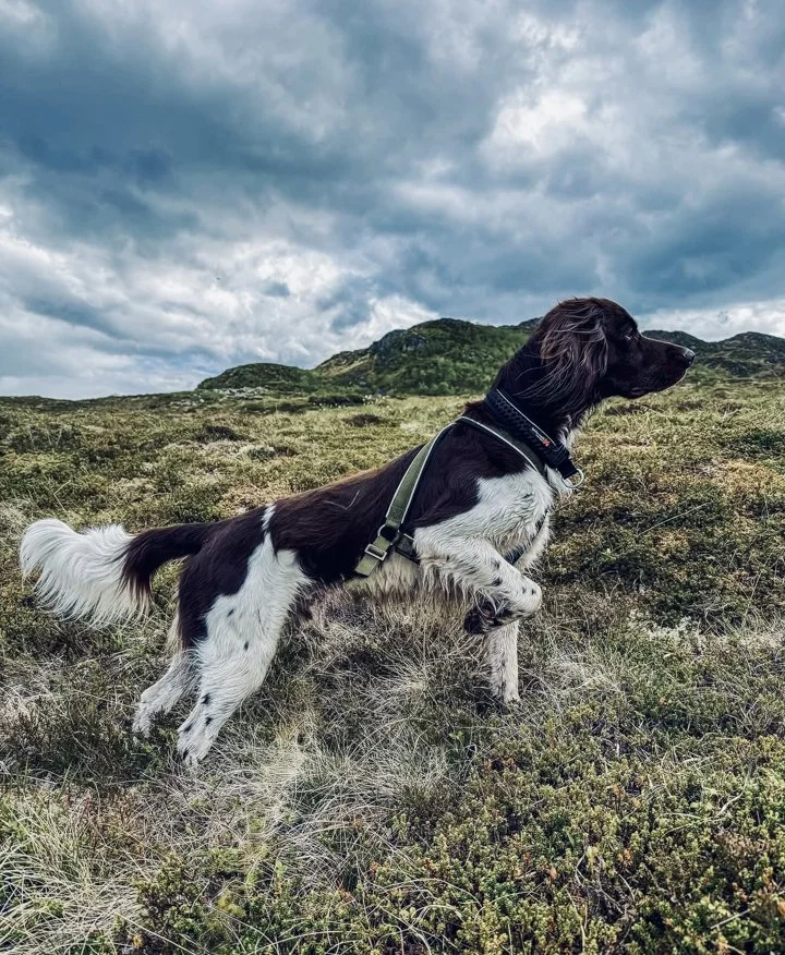 Small Münsterländer Hunting Dog: History, Training, Cost, Care & Field Performance.