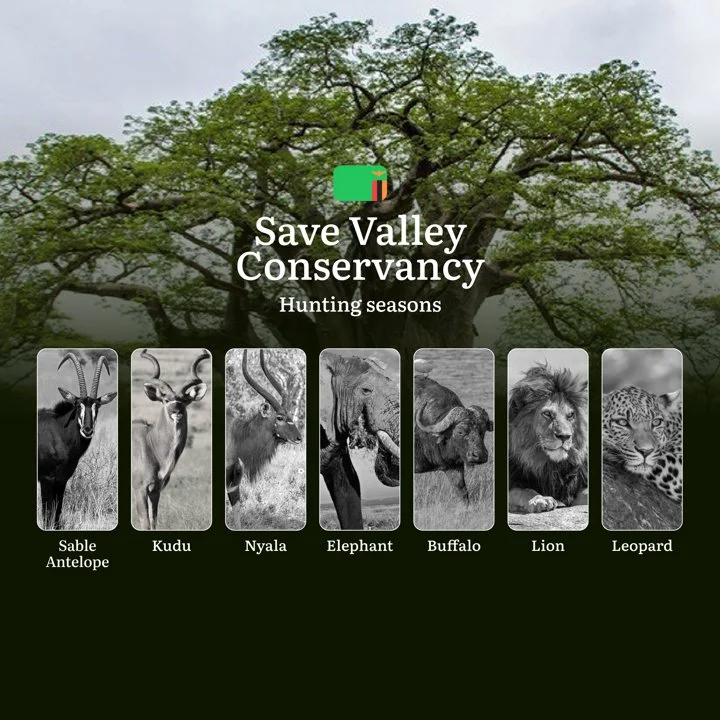 When the Mopane Forests Whisper: Save Valley Conservancy Hunting Regulations & Seasons: Hunting Rules, Restrictions, and…