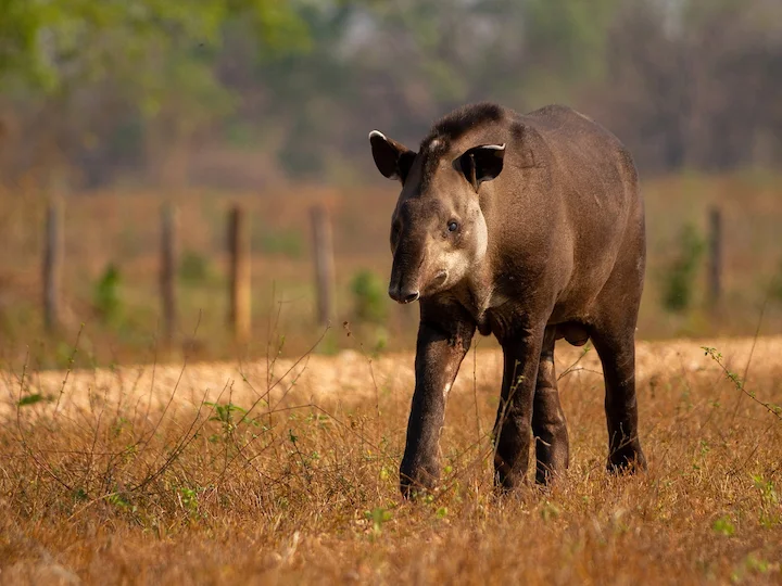 Tapir (Landtapir)