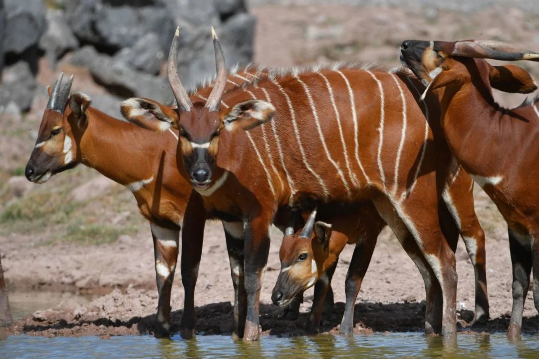 Hunting in Kasaï-Central: Woodland Plains, Community Traditions, and Sustainable Game Use
The Natural Environment of Kasaï-Central
Kasaï-Central, located in the south-c