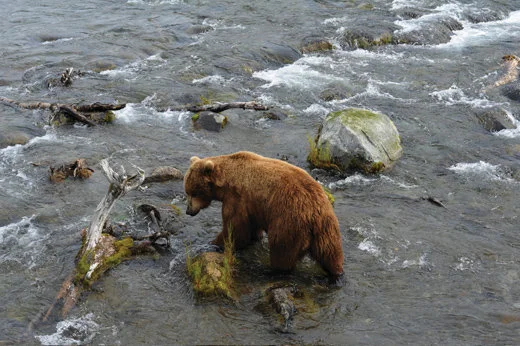 Alaska Sued Over Aerial Bear and Wolf Hunting to Protect Caribou Herds