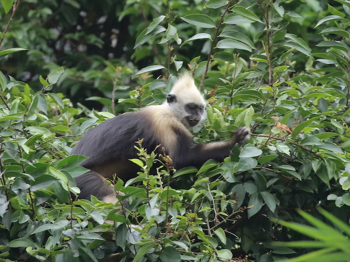 Cat Ba-langur
