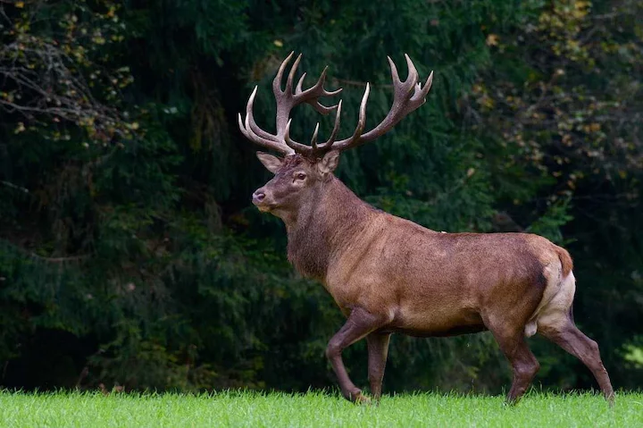 Historic Shift in Stearns County: Rifle Hunting for Deer Approved for the First Time