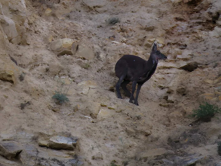 Moskusreek (Moschus moschiferus), 2 of 3