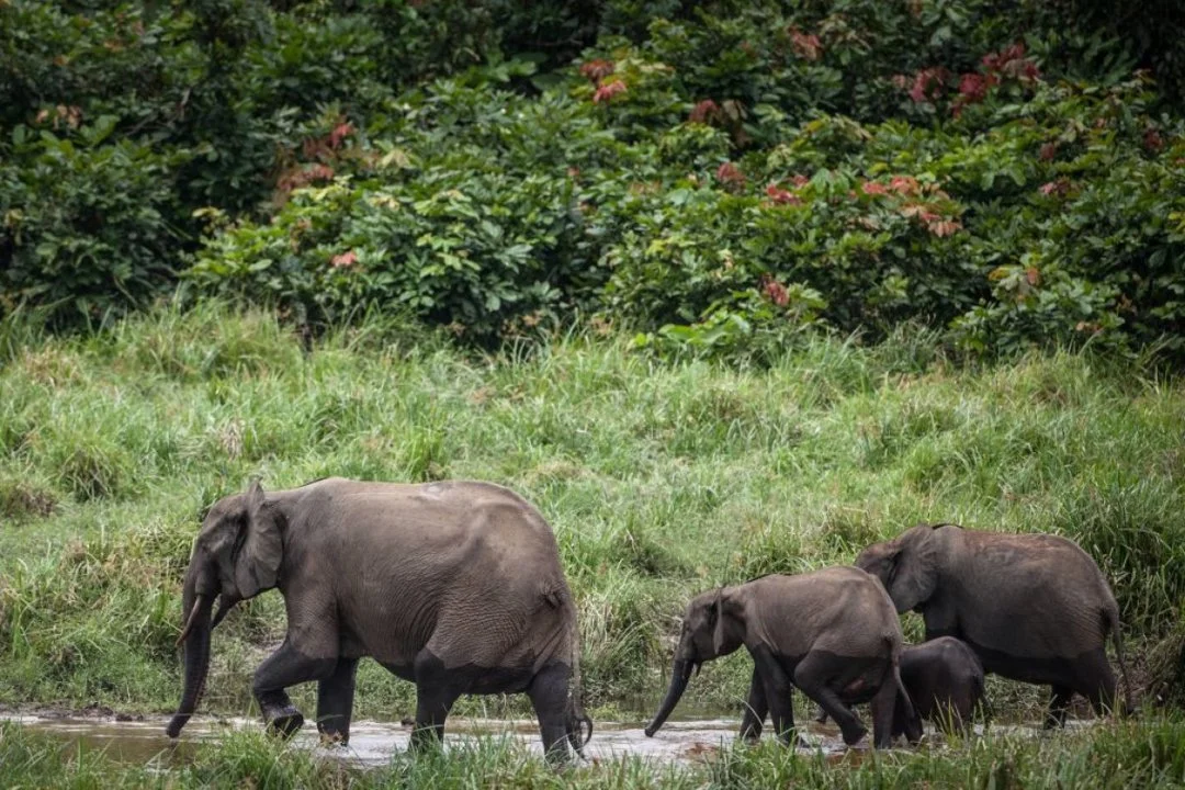 Hunting in Woleu-Ntem, Gabon: Seasons, Laws and Legislation, Clubs, Geography of Gabon for Hunters

Geographical and Natural Features of Woleu-Ntem

Woleu-Ntem, Gabon's n
