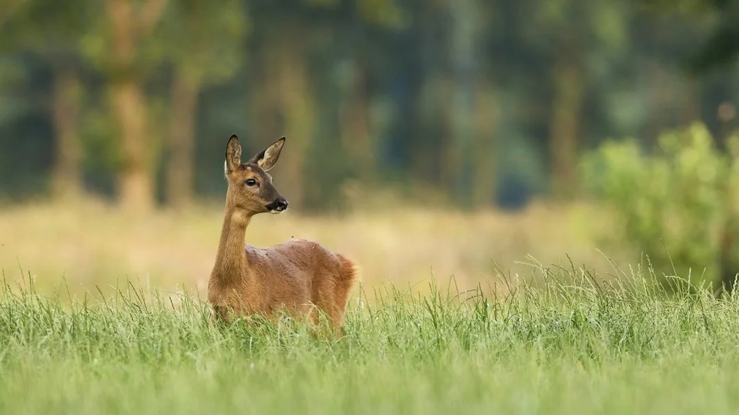 Los ciervos están desplazando a los corzos en numerosos cotos españoles: la ciencia confirma las causas
La convivencia entre ciervos (Cervus elaphus) y corzos (Capreolus