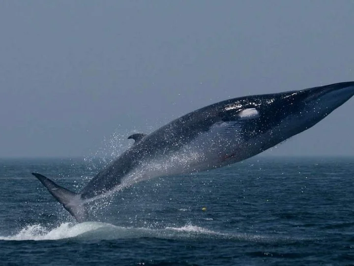 Finnwal (Seitenflosser) (Balaenoptera physalus physalus)