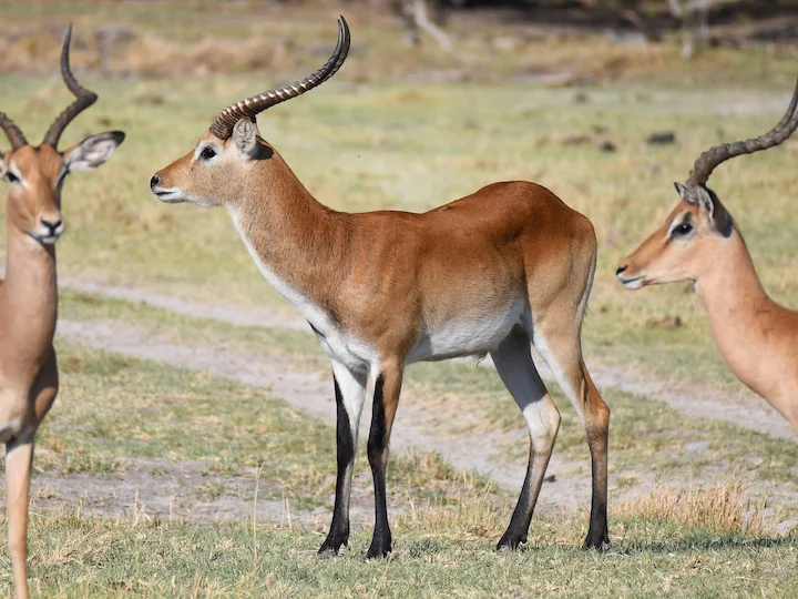 Lechwe červený
