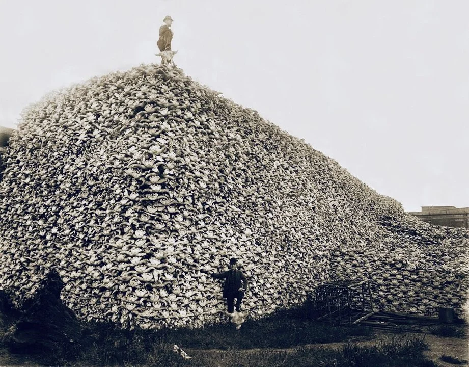 Why did the Americans try to destroy the bison population?
The near-destruction of the American bison (or buffalo) population in the 19th century was not an accidental o