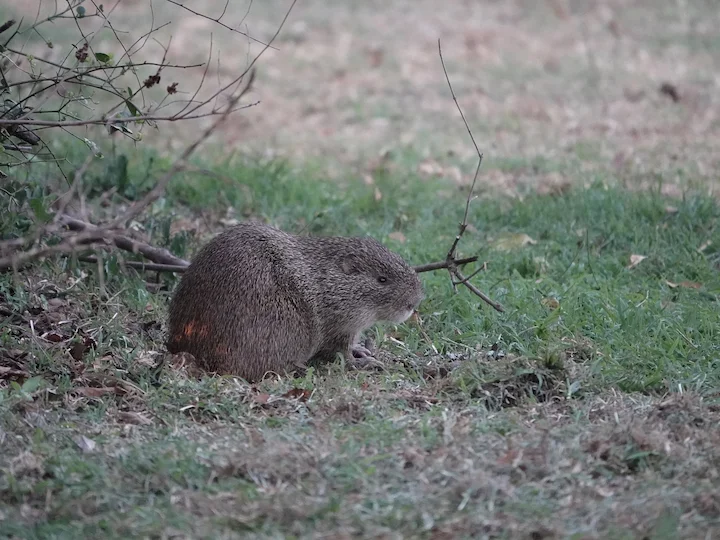 Grasrot (Swinderiaanse grasrot)