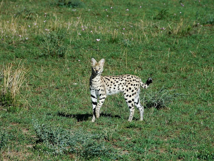 Gatto servalo