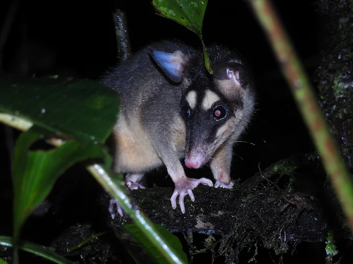 Gray Four-eyed Opossum (Grey Four-eyed Opossum, Common Four-eyed Opossum) (Philander opossum)