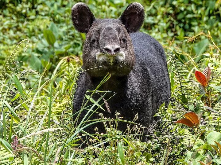 Bergtapir