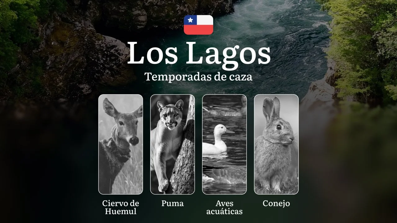 Temporadas de caza en la región de Los Lagos, Chile: los mejores meses y tipos de presa, prohibiciones y restricciones
Dinámica estacional de la caza, los mejores meses
