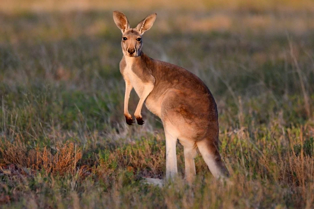 Rooikangoeroe (Rooi reuskan-goeroe) (Osphranter rufus), 2 of 4