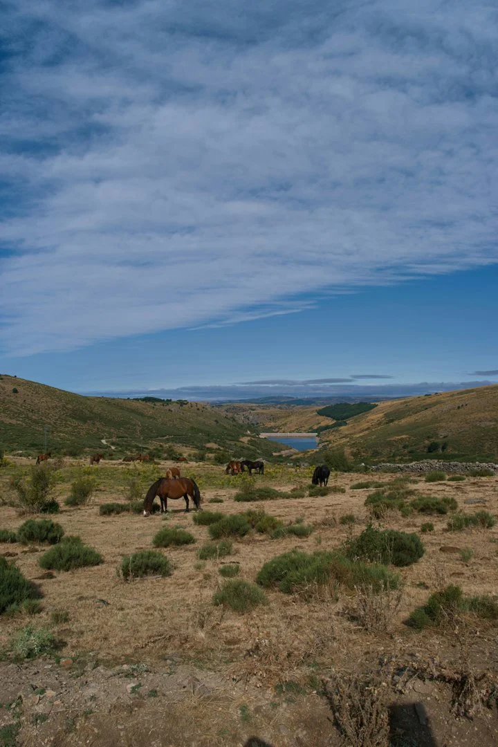 Caza en terrenos privados en Chile: privacidad y exclusividad garantizadas, características de la región, legislación so…