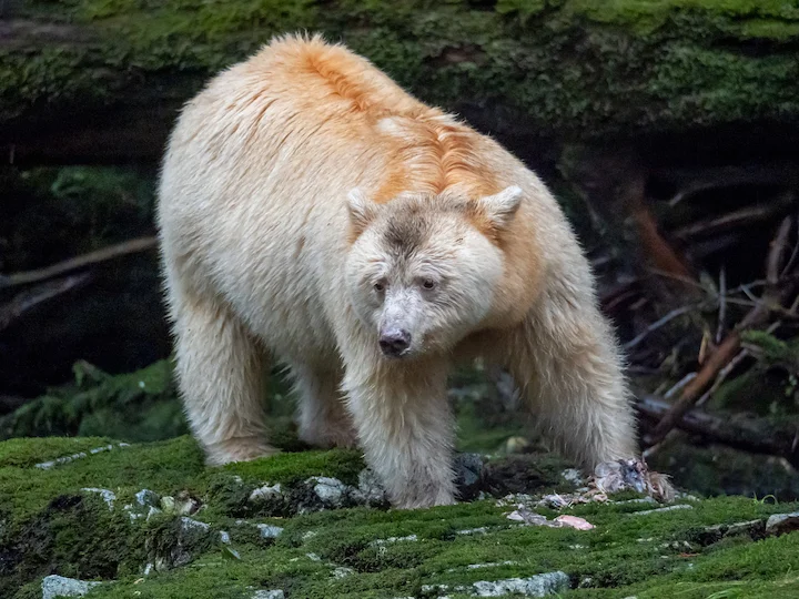 Կերմոդի արջ (Սպիտակ ոգոպումային արջ) (Ursus americanus kermodei), 1 of 3