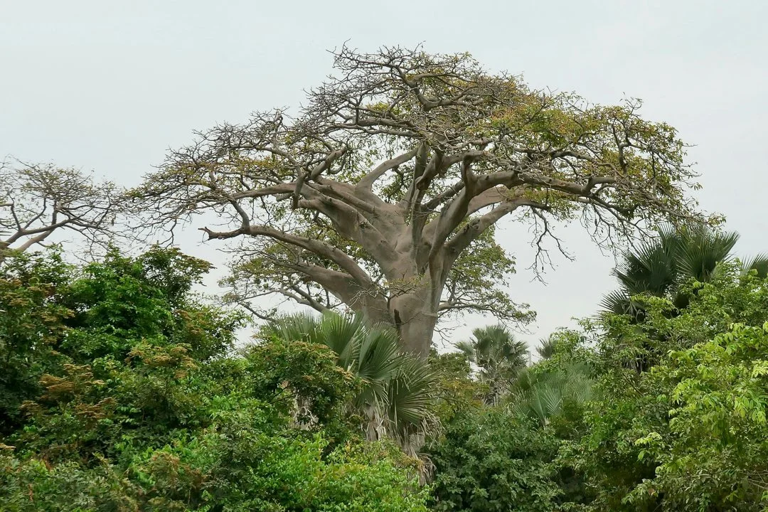 Hunting in Bono: Exploring Demographics, Finding Out Types of Game, and Diving Into Local Traditions
The Bono Region, located in the middle belt of Ghana, is a land of f