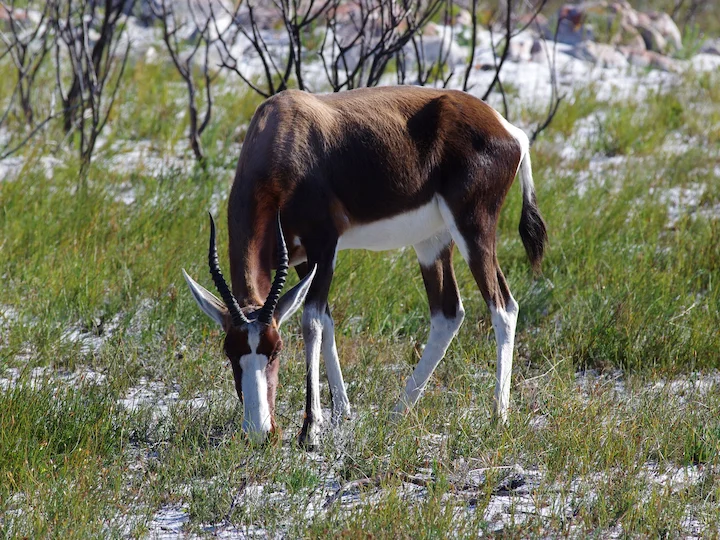 Бонтебок (Капски бонтебок) (Damaliscus pygargus pygargus)