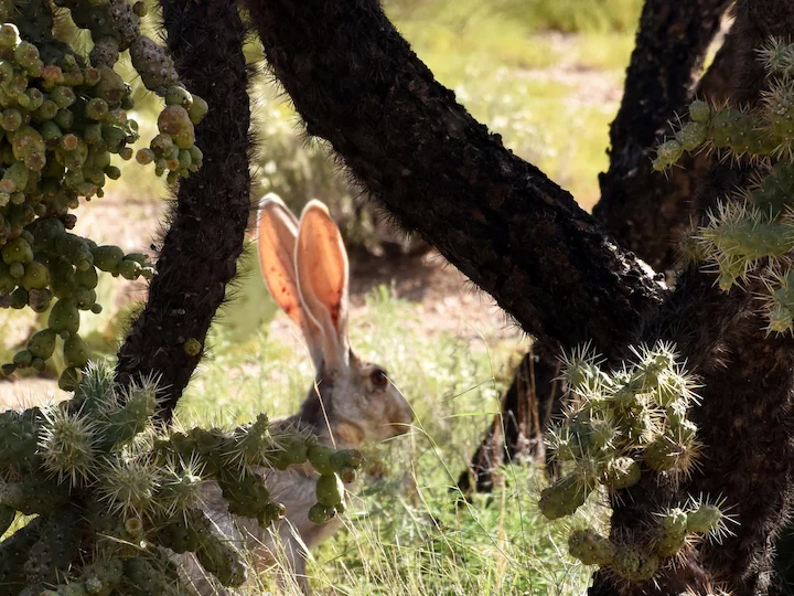 Lepre antilope