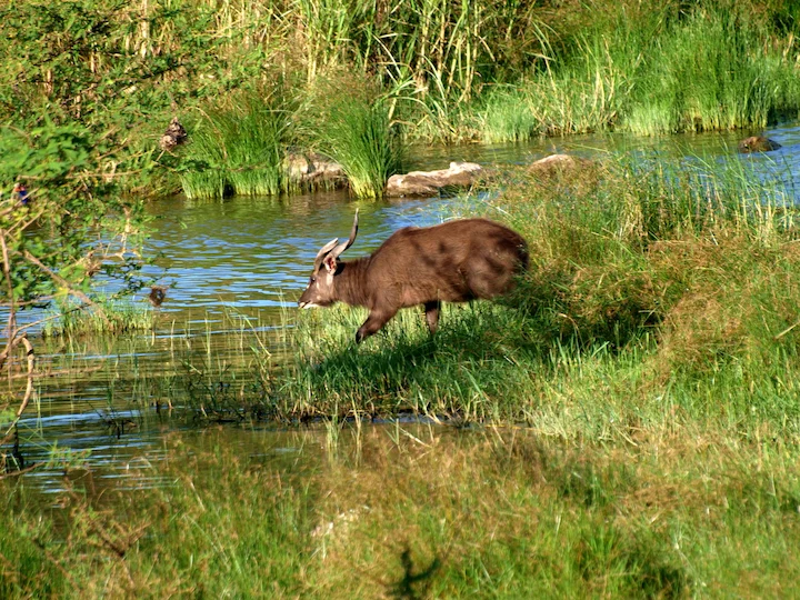 Sitatunga (Speke se sitatunga) (Tragelaphus spekei), 2 of 3