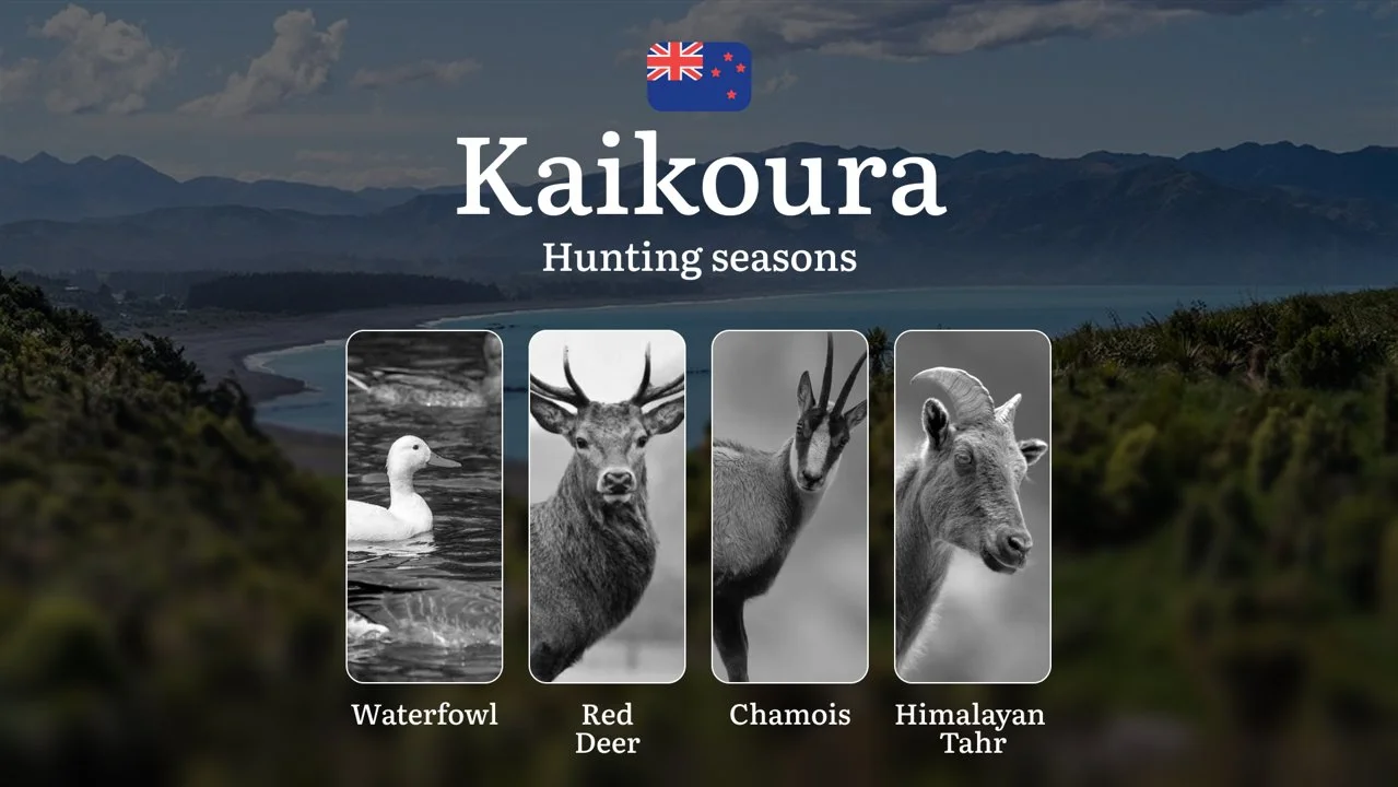 KAIKOURA: Hunting Seasons, Regulations, Licenses, and Best Times for Trophies, Penalties for Violating Hunting Regulations

In New Zealand, hunting is not only a popular 