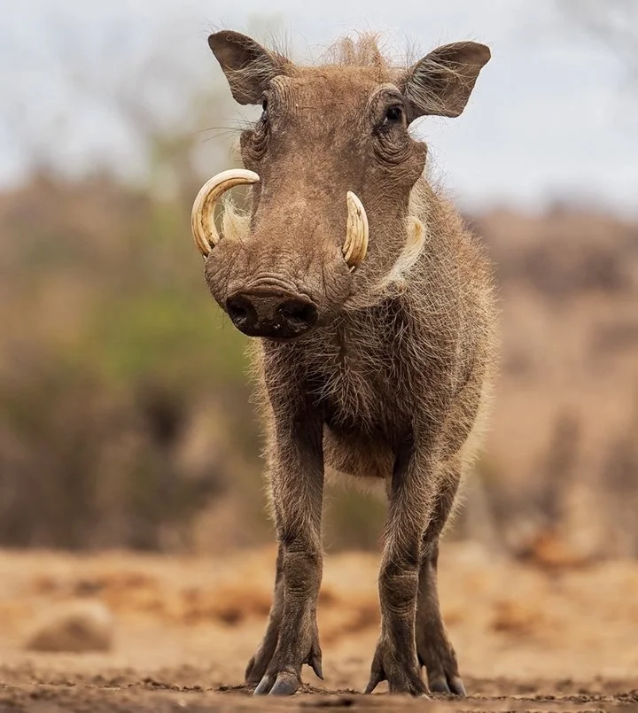 Warthog Hunting in Africa: A Comprehensive Guide for Hunters

Warthogs – those tough, tusked members of the pig family – are a popular and challenging quarry for hunters 