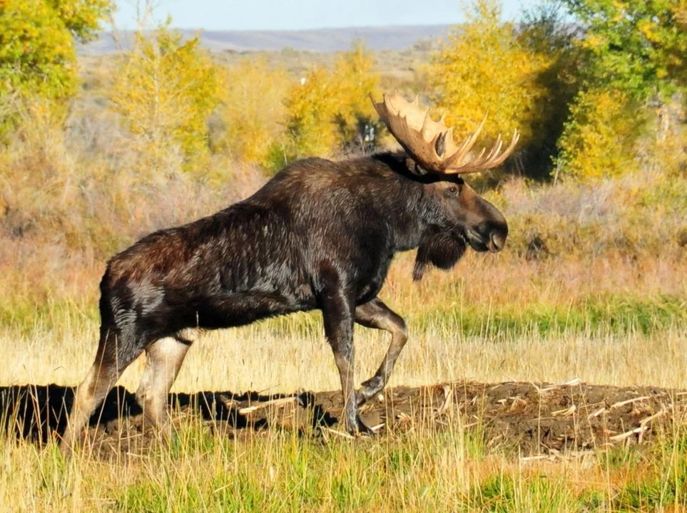 Ամերիկյան եղջերու (Մուս) (Alces alces americana), 4 of 4