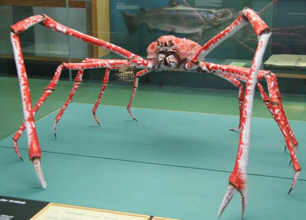 Japansk edderkoppekrabbe, japansk dybhavskrabbe, er en kunst af krebsdyr fra infraordens krabber. En af de største repræsentanter for leddyr: Store individer når 45 cm i 