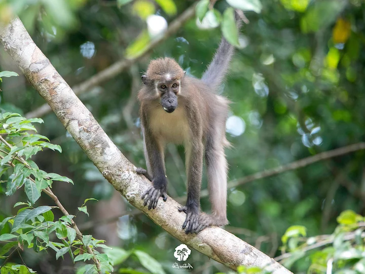 Beweglike mangabey