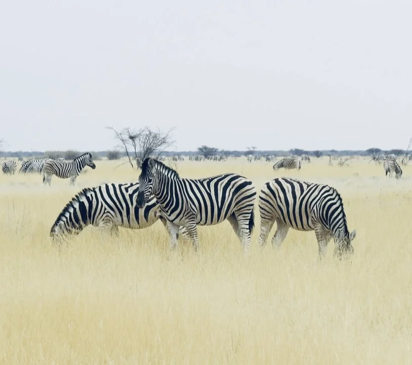 Zebra Hunting in Namibia: A Striped Trophy Worth Pursuing