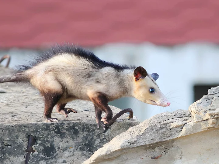 Opossum (Amerikaanse opossum)