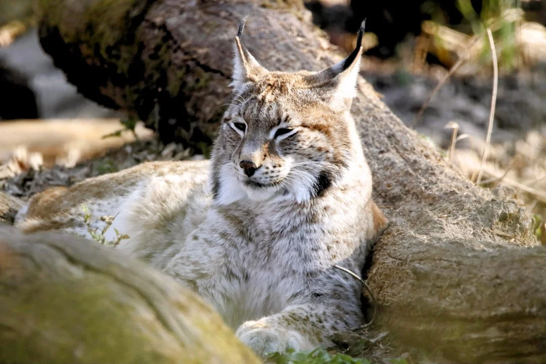 Neuer Luchs im Schwarzwald erhöht Bestand auf 11 Tiere Neuer Luchs im Schwarzwald erhöht Bestand auf 11 Tiere