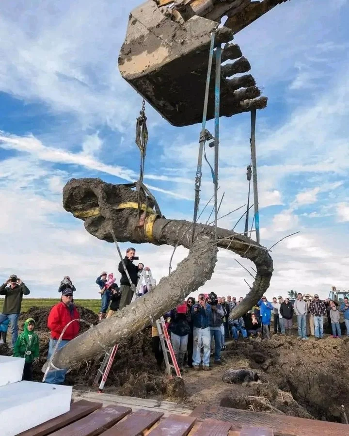 University of michigan recover a wolly mammoth skull in a farmers field in Lima township, Michigan 😳
#deer #whitetailbuck #whitetail #deerhunting #turkeyhunting #elk #m