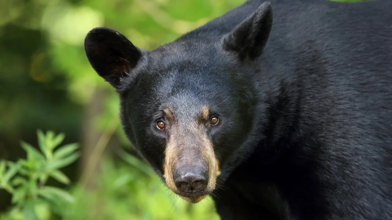 Ամերիկյան սև արջ (Սև արջ) (Ursus americanus), 2 of 3