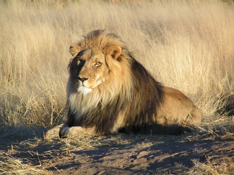 Die leeu (latyn Panthera leo) is'n spesie roofdiersoogdiere, een van vyf verteenwoordigers van die genus Panthera, wat tot die subfamilie van groot katte in die katfamili