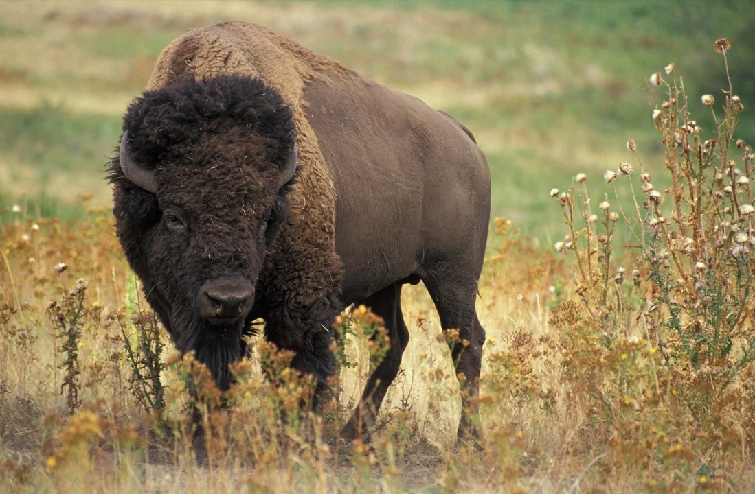 Amerikaanse bison (Bizon)